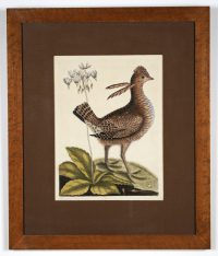 1997.001.0025_Front_1 Hand tinted etching of a bird and flower. The bird is facing right and has two long feathers extending from its neck. This is the now extinct Heath Hen or Greater Prarie Chicken that was once found on the eastern seaboard from New England to Virginia. The 'Eastern Shooting Star' or Dodecatheon Meadia is the flower depicted.