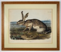 DSC_0136_1997.001.0024_Front_1 Audobon color drawing of a wild hare.