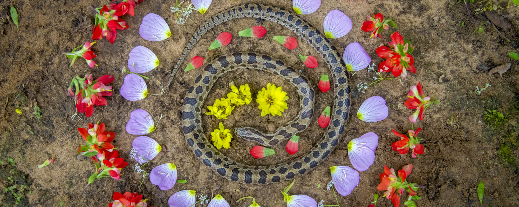 A snake encircled by yellow, red and purple flowers.