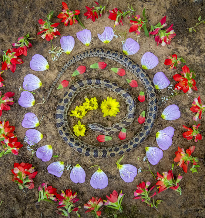 A snake encircled by yellow, red and purple flowers.