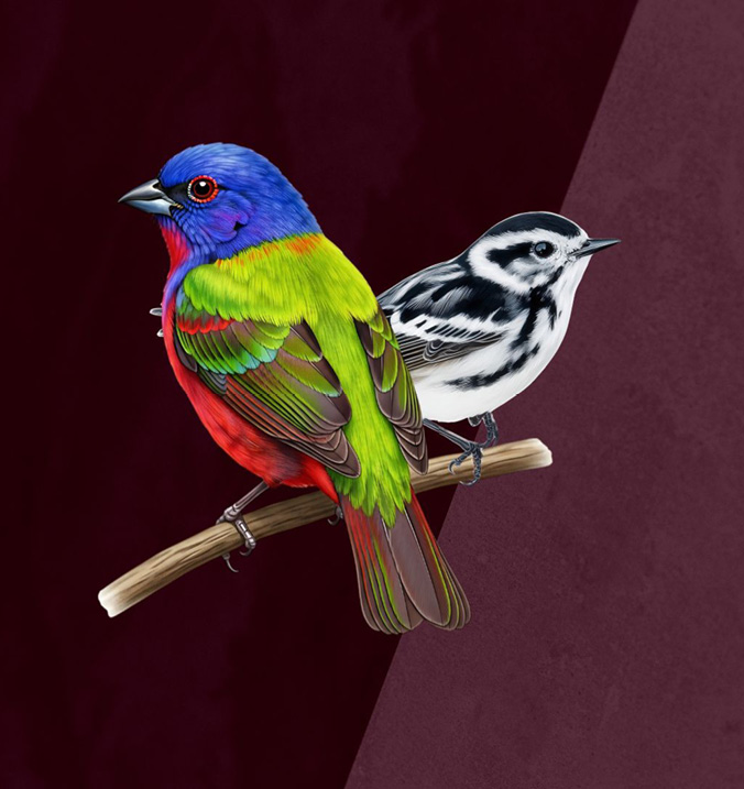 Illustration of two birds on a branch